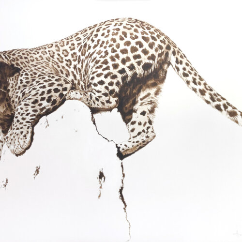 Leopard by Adam Pete